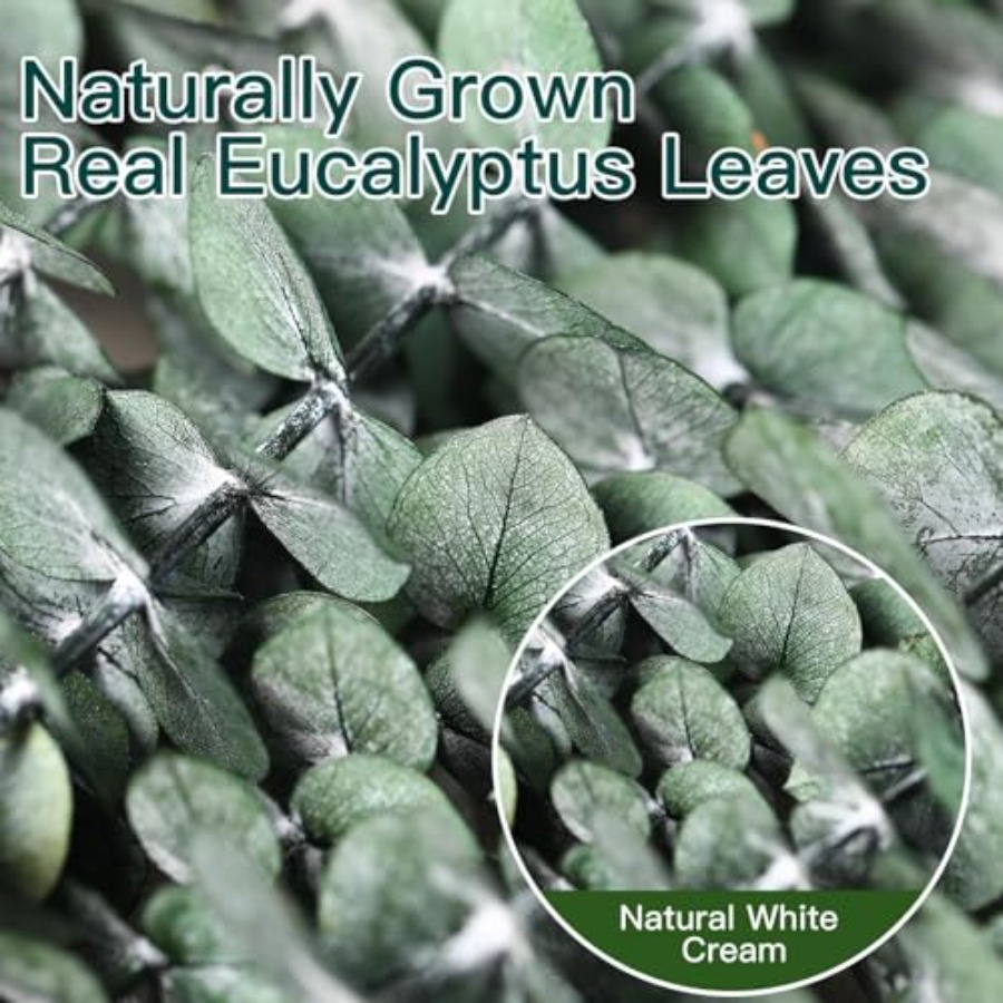 أغصان أوكالبتوس مجففة للحمام،  - مراجعة Home Fragrance Eucalyptus وسعره